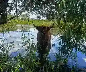 Highland Cows