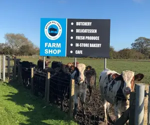 Heritage Shorthorn cattle in County Durham pastures