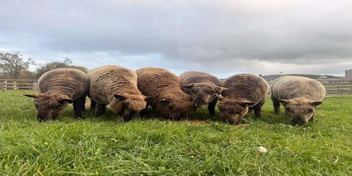 Sheep at Broom Mill Farm