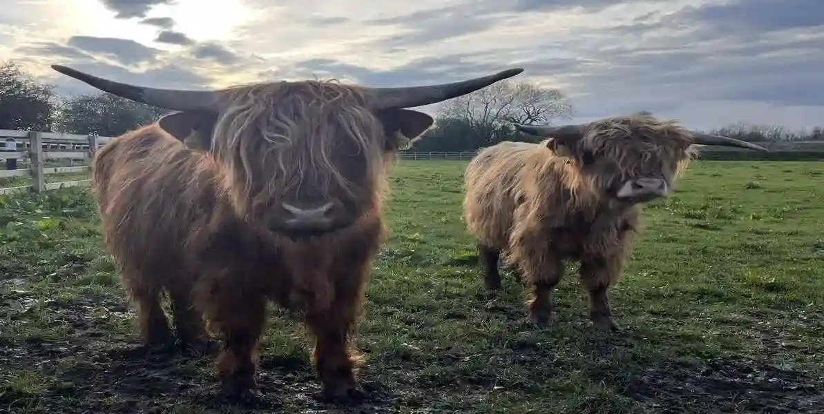Highland Cows at Broom Mill Farm