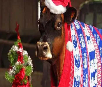 Festive cow at Broom Mill Farm