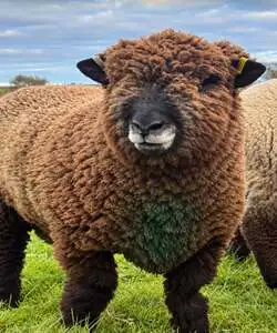 Gerald the Ryeland sheep at Broom Mill Farm