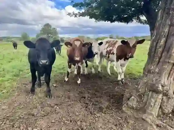 Heritage Shorthorn cattle in County Durham pastures