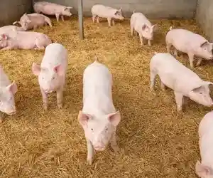 Traditional heritage breed pigs for quality local pork