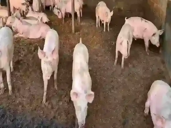 Rare Breed Pigs in our fields